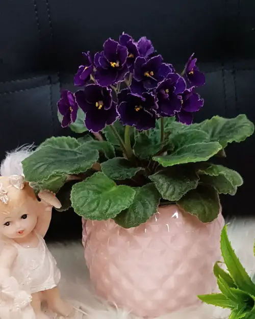 6 Best Black African Violet Varieties You’ll Fall in Love With
