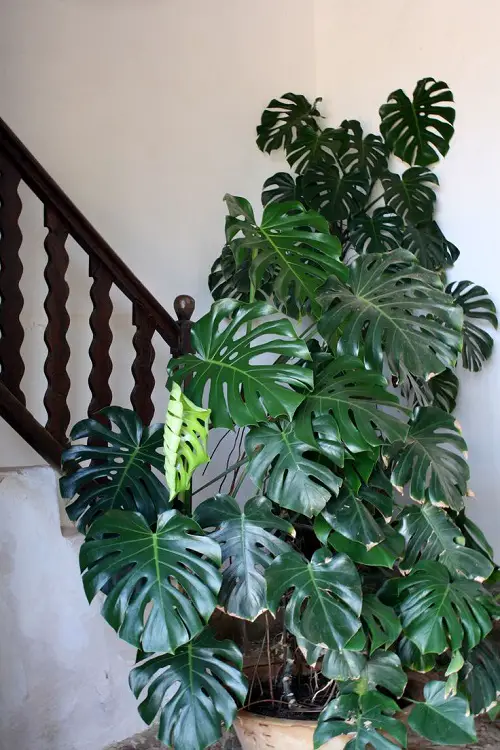Monsteras on Staircase Corners
