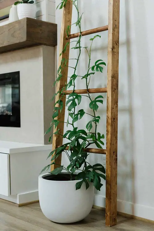 DIY Indoor Trellis Ideas 7