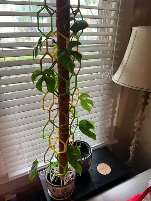 Trellis Ideas for Indoor Climbers Like Monstera & Pothos 5