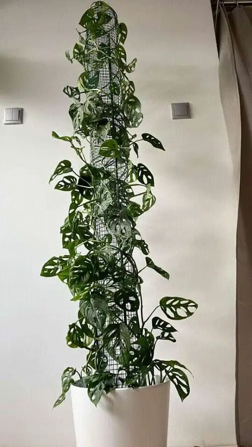 Monstera Trellis Indoor 4