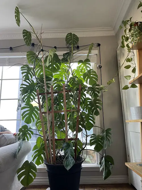 Trellis Ideas for Indoor Climbers Like Monstera & Pothos 1