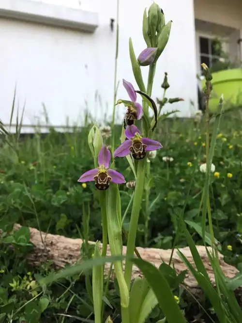 top Orchid Flower Varieties with Patterns