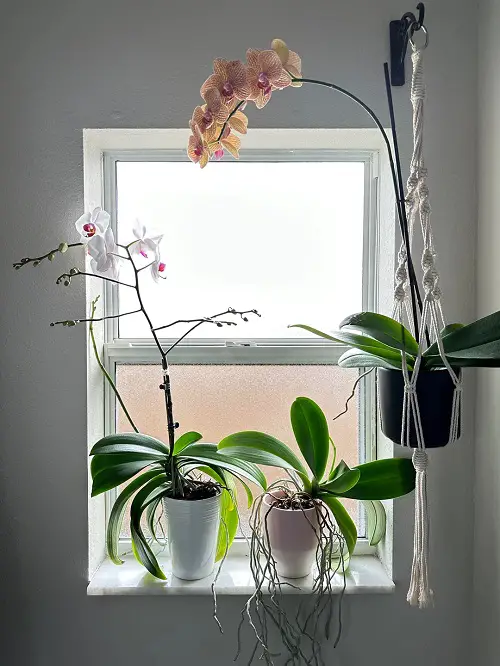 Best Spots To Grow Orchids 3