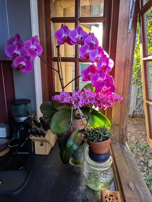 Orchids Display Indoor