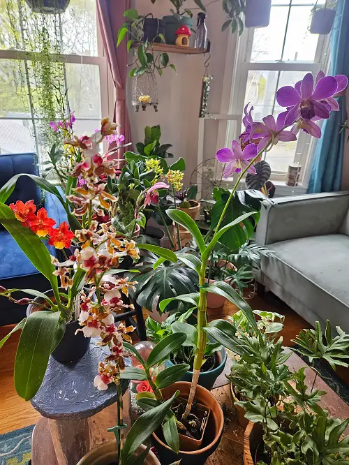 Orchids Display Indoor 2