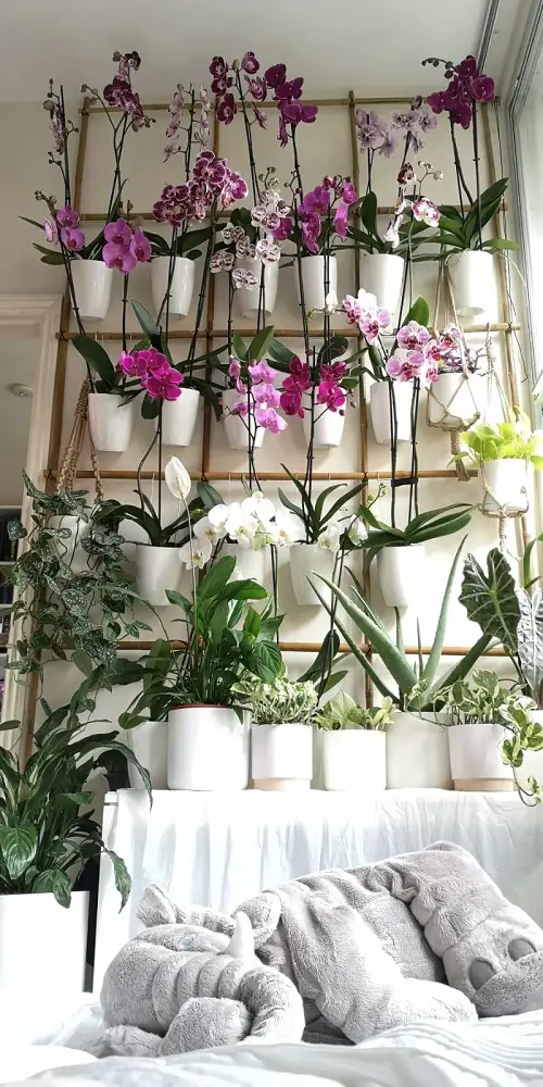 Orchids Arrangements Ideas