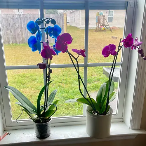 Best Spots To Grow Orchids 1