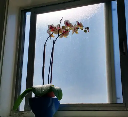 Best Spots To Grow Orchids 2