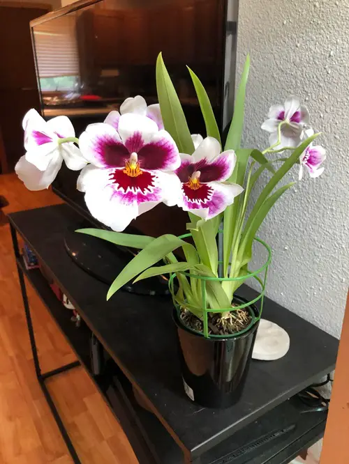 top Orchid Flower Varieties with Patterns