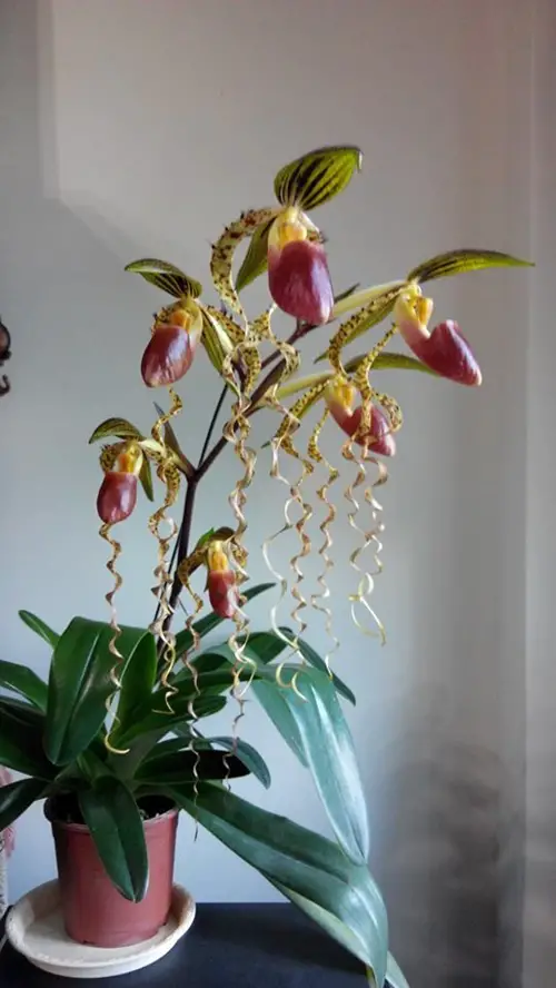 lovely Orchid Flower Varieties with Patterns