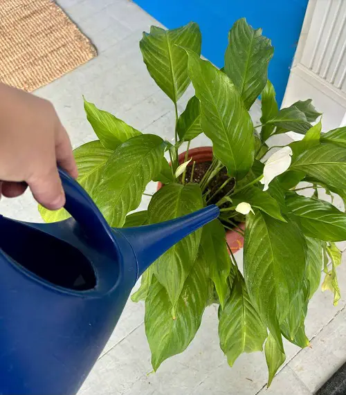 Peace Lily watering