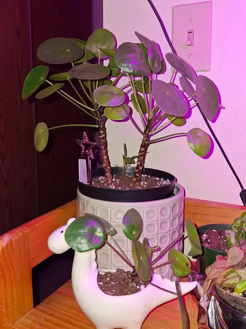 Worst Places To Keep a Chinese Money Plant Indoors 3