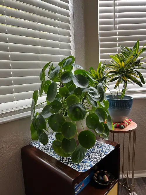 Chinese Money Plant near window