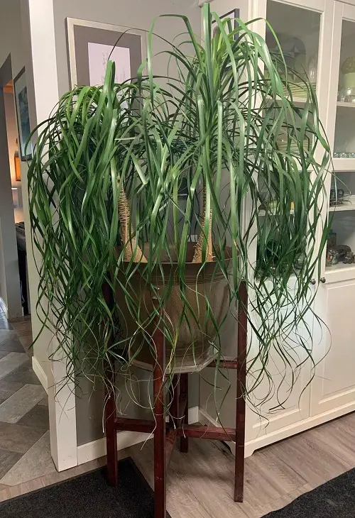 Beautiful Houseplants 5