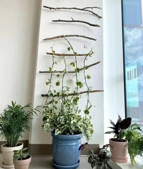 Monstera Trellis Indoor 4
