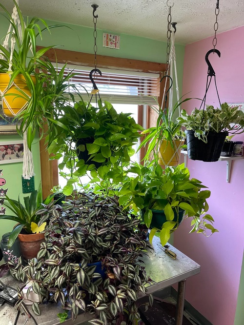 Beautiful indoor plants