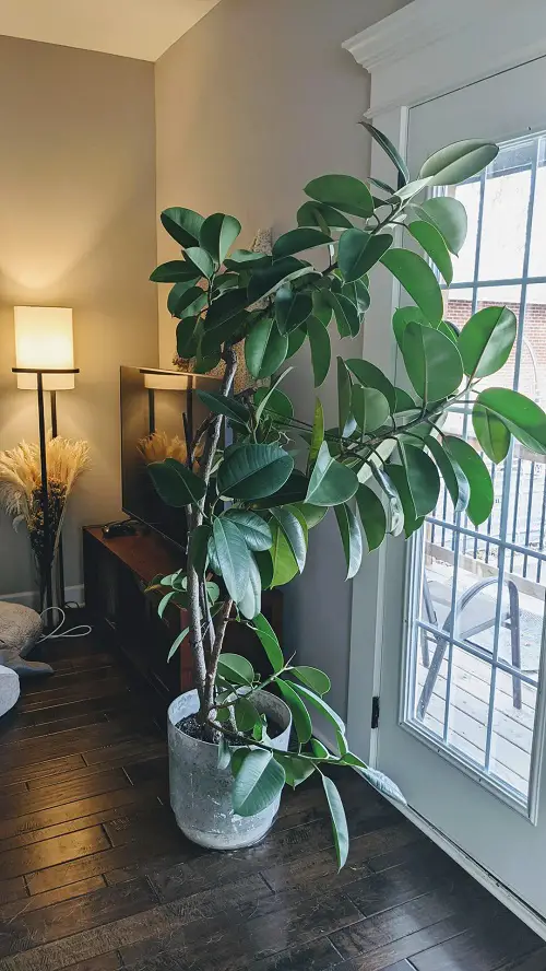 indoor plants with unique leaves 8
