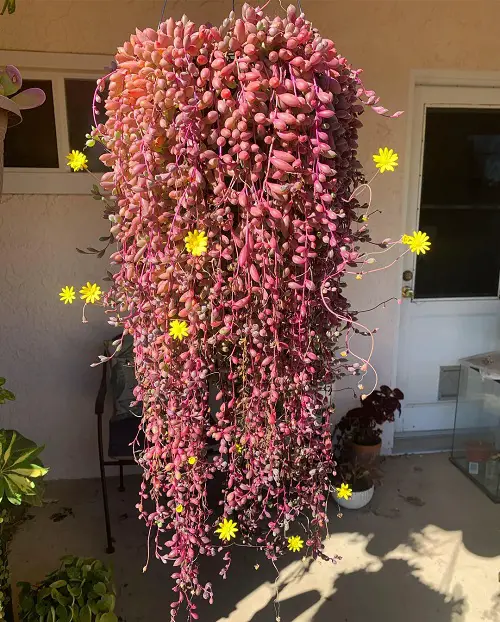 beautiful Succulents For Hanging Baskets