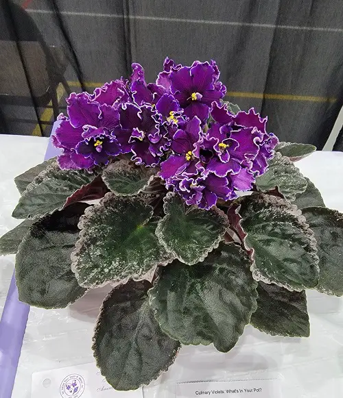  Best Black African Violet Varieties You’ll Fall in Love With