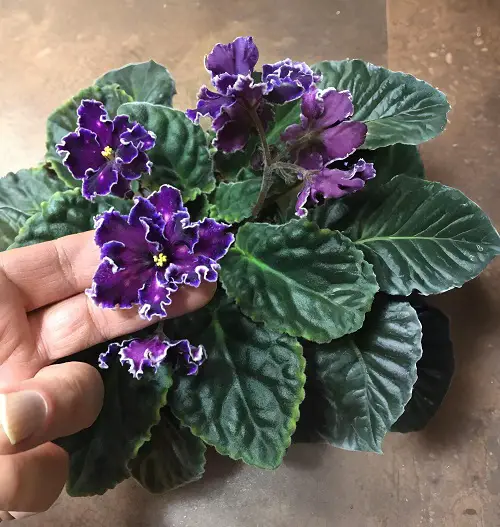 Best Black African Violet Varieties You’ll Fall in Love With 2