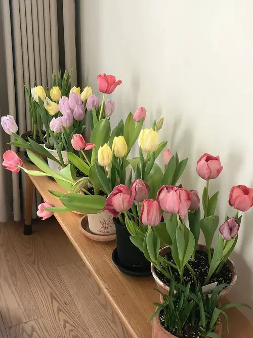 Best Ways to Showcase Tulips and Daffodils 1
