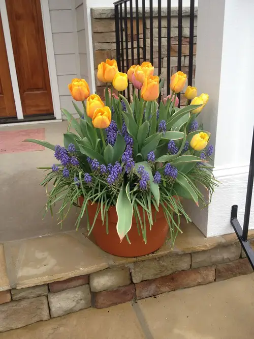 Trending Ways to Showcase Tulips 4