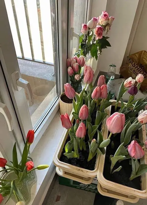 Trending Ways to Showcase Tulips 6