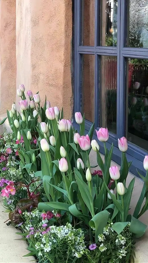 Latest Ways to Showcase Tulips 1