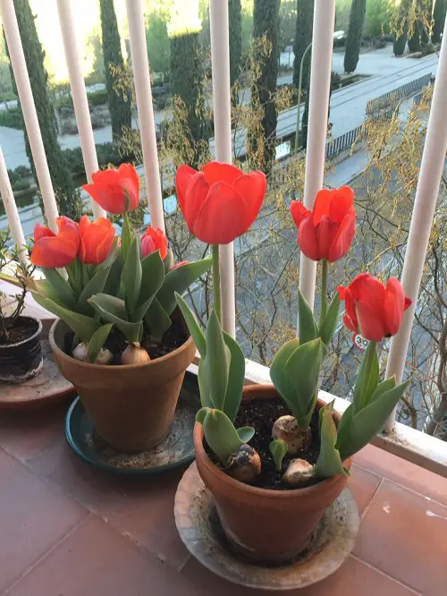 Latest Ways to Showcase Tulips 4