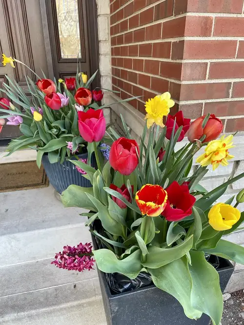 Latest Ways to Showcase Tulips 5