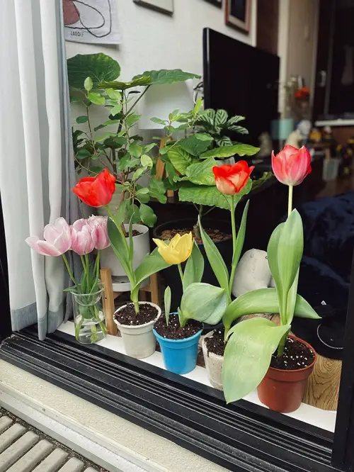 Best Ways to Showcase Tulips and Daffodils 3