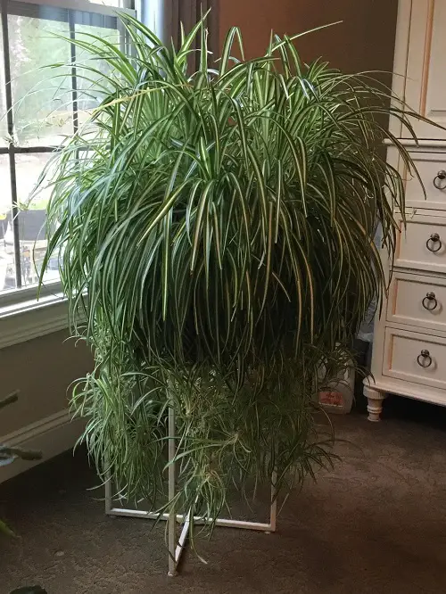 pretty Houseplants display