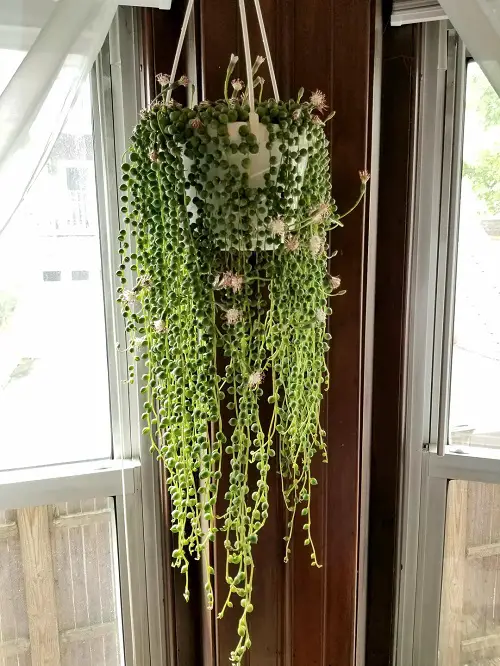 beautiful Succulents For Hanging Baskets 5