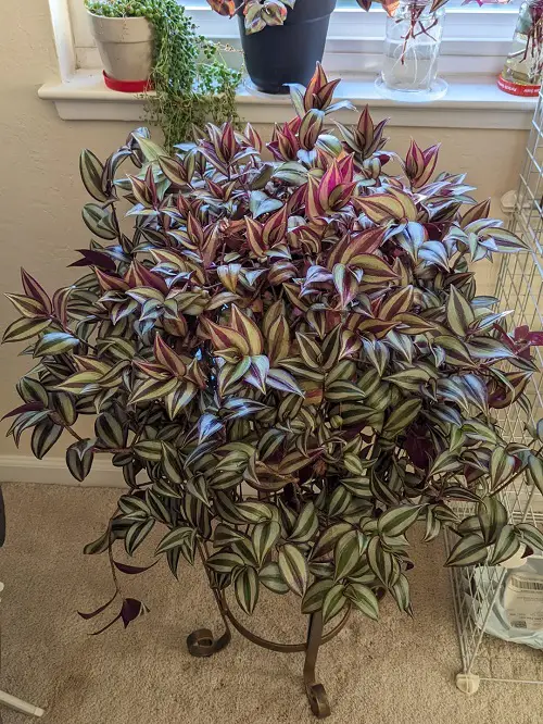 colorful indoor plants 2
