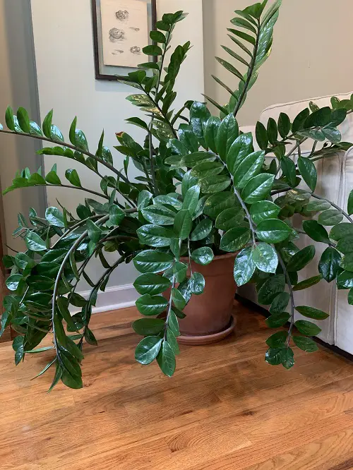 These Houseplants Will Survive Even If You Neglect Them for a Month 3