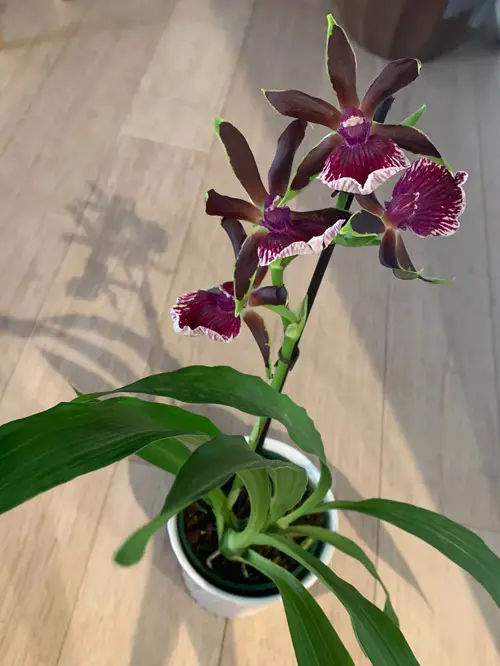 Orchid Flower Varieties with Patterns