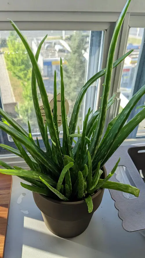 These Houseplants Will Survive Even If You Neglect Them for a Month 5