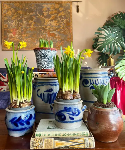 New Ways to Showcase Daffodils 5