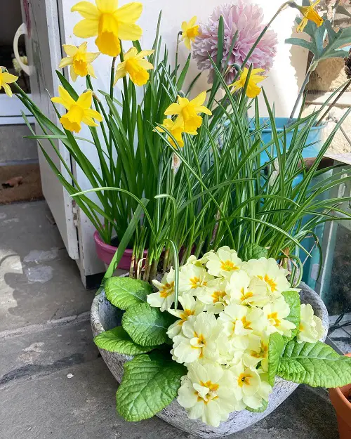 New Ways to Showcase Daffodils 6