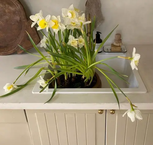 Top Ways to Showcase Daffodils 