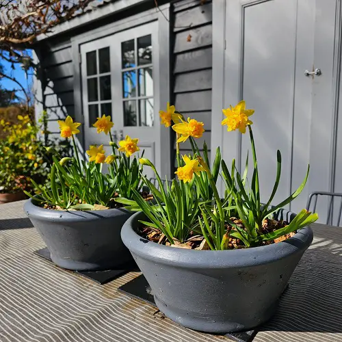 Inspiring Ways to Showcase Daffodils 3