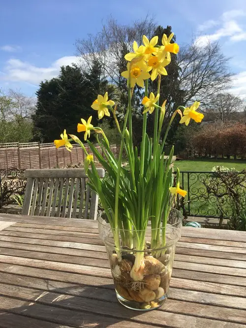 New Ways to Showcase Daffodils 4