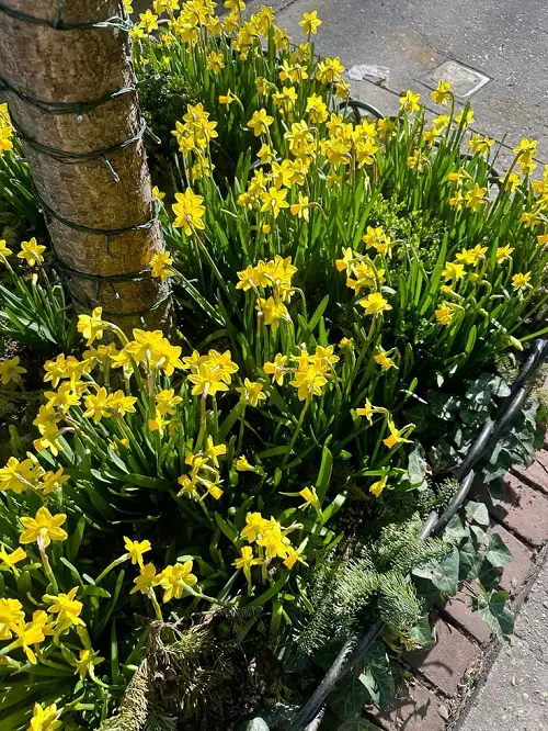 New Ways to Showcase Daffodils 3