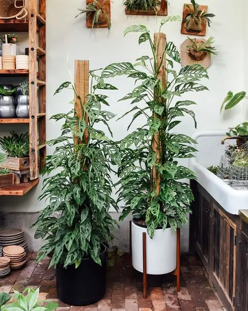 Pothos Trellis Indoor 4