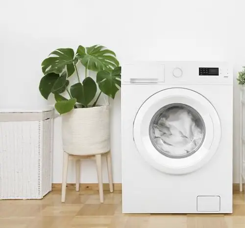 Top Corner Spaces to Display Monstera Plants 1