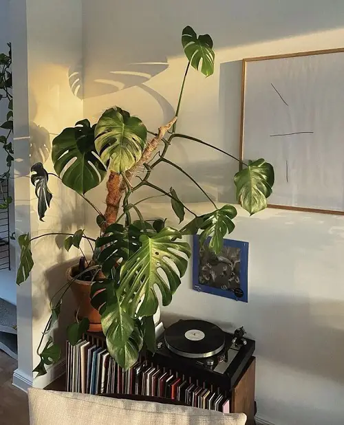 Inspiring Corner Spaces to Display Monstera Plants 1