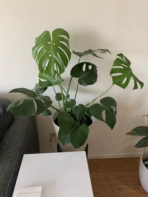 Best Corner Spaces to Display Monstera Plants 2 