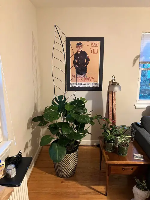 Monstera Trellis Indoor 2