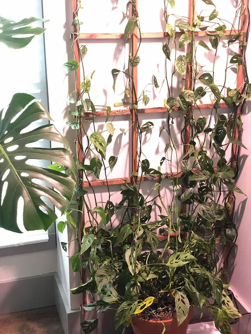 DIY Indoor Trellis Ideas 2